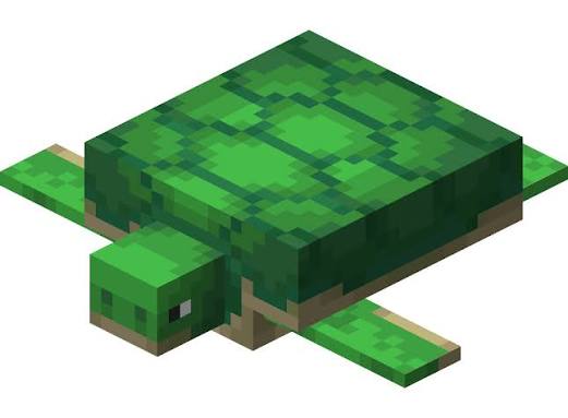 Tortue pet