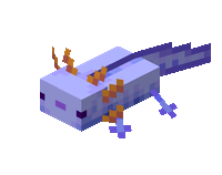 Axolotl pet