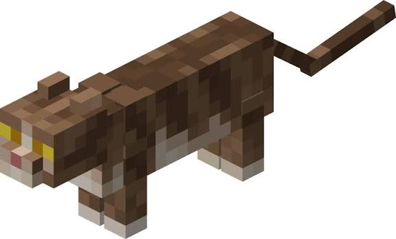 Chat pet